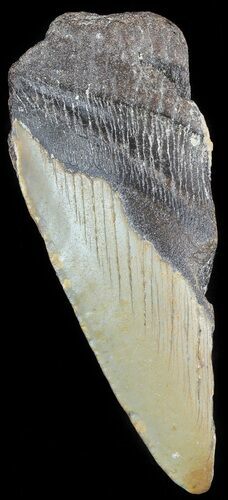 Partial Megalodon Tooth - North Carolina #48951